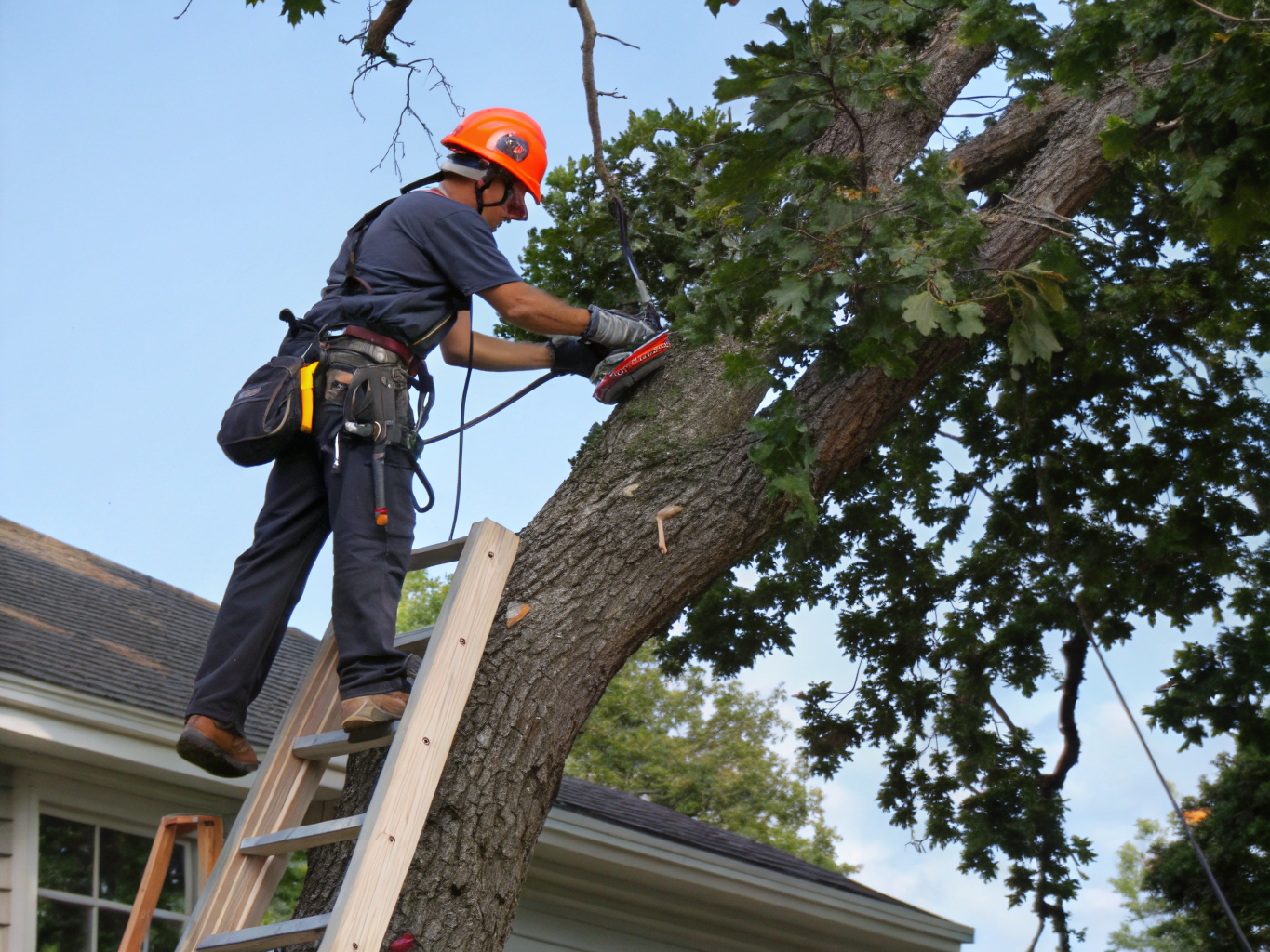 Professional palm trimming service in action