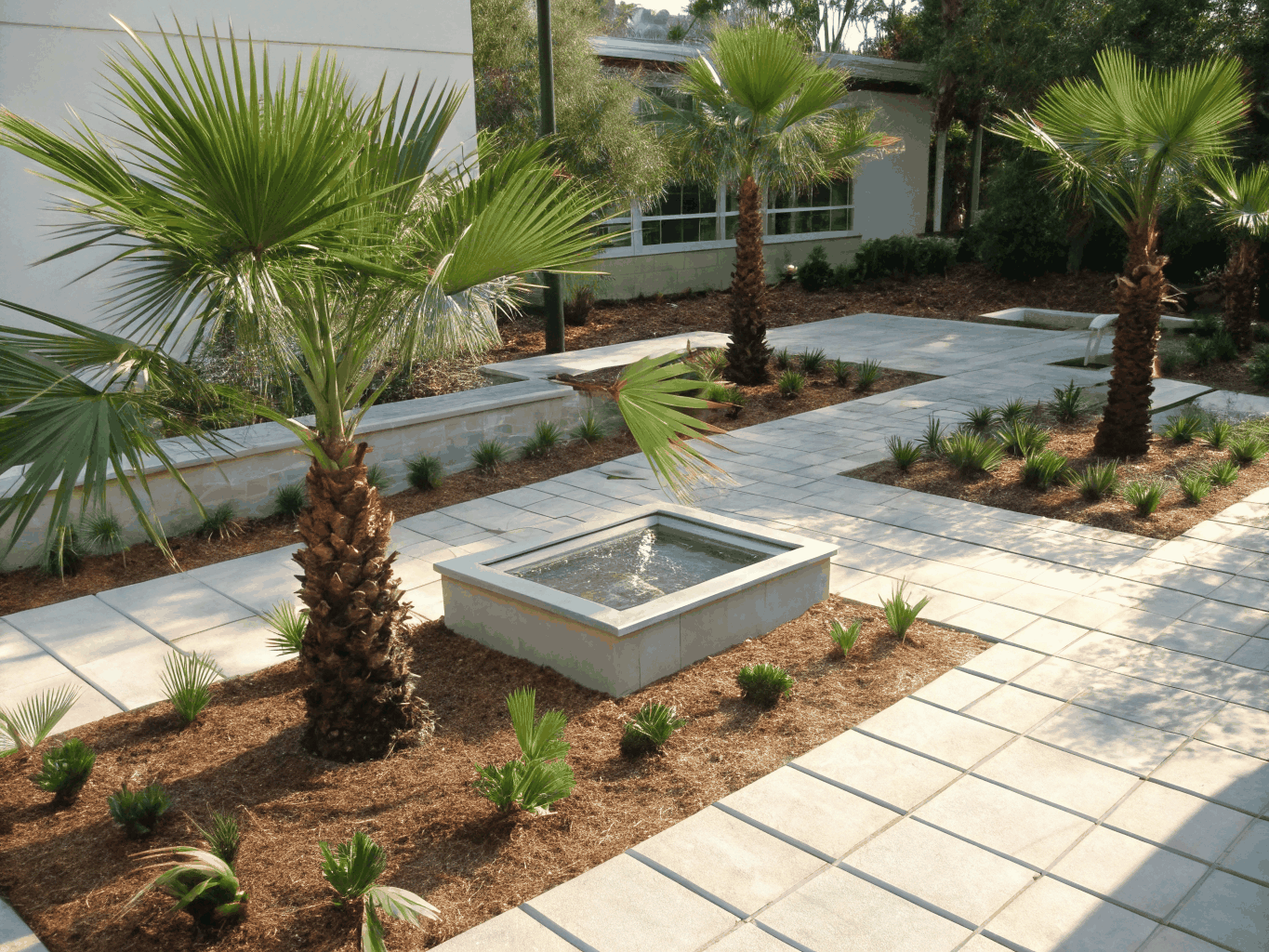 Precision Sabal palm frond trimming in a private residential courtyard